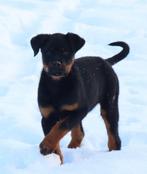 Pups, Overige rassen, 8 tot 15 weken, Meerdere, Meerdere dieren