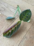 🌱 Prayerplant - Maranta leuconeura - tiengebodenplant, Ophalen, Overige soorten, Halfschaduw, Minder dan 100 cm