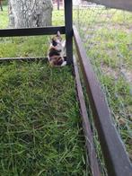 Lief drie kleuren katertje, Poes