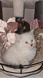 Stamboom kitten Neva sibeertje kater zoekt u, Kater, Gechipt, 0 tot 2 jaar