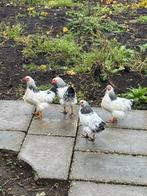 Wyandotte kriel hanen 4x, Dieren en Toebehoren, Pluimvee, Mannelijk, Kip