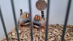 Zebravink mannen 2025, Dieren en Toebehoren, Mannelijk, Tropenvogel