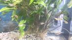 Guppies te koop, Dieren en Toebehoren, Vissen | Aquariumvissen, Vis, Zoetwatervis