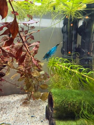 We zijn met een hele hoop en daarom zijn we te koop!🦐 beschikbaar voor biedingen