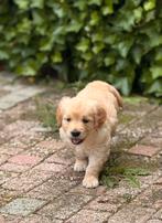 Golden Retriever teefjes–sociaal, zachtaardig, aanhankelijk, Dieren en Toebehoren, Honden | Retrievers, Spaniëls en Waterhonden