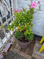 Bloempot taupe 2 stuks - diameter 37cm - hoogte 34cm, Kunststof, Tuin, Rond, Zo goed als nieuw