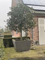 Hulstboompje Ilex aquifolium - 1 meter - Dikte 20-25 cm, Ophalen, Overige materialen, Minder dan 25 cm, Overige vormen