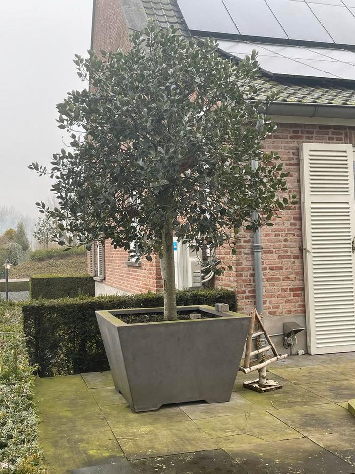 Hulstboompje Ilex aquifolium - 1 meter - Dikte 20-25 cm, Tuin en Terras, Bloempotten, Nieuw, Overige materialen, Binnen, 70 cm of meer
