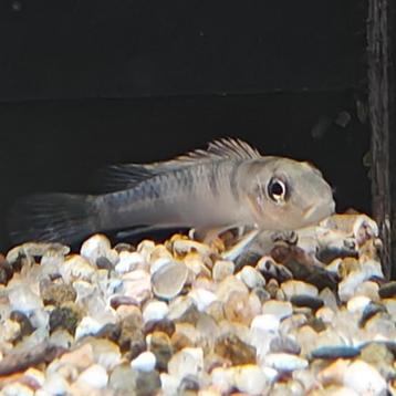 Nanochromis splendens kinganaga beschikbaar voor biedingen