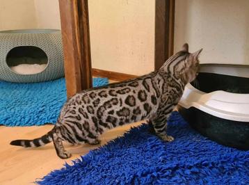zilver bengaal dekkater beschikbaar voor biedingen