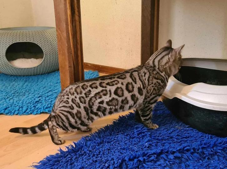 zilver bengaal dekkater, Dieren en Toebehoren, Katten en Kittens | Dekkaters, 0 tot 2 jaar