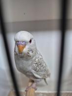 Blackface duitsfallow grasparkieten, Dieren en Toebehoren, Meerdere dieren, Parkiet