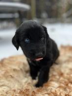 Kruising Bernsky x Flatcoated retriever pups, Dieren en Toebehoren, 8 tot 15 weken, Groot, Meerdere, Meerdere dieren