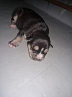 Puppy's husky mix stafford, 8 tot 15 weken, Poolhond, Meerdere, Meerdere dieren