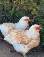 GEZOCHT wit goud gezoomde brahma hanen hennen!, Dieren en Toebehoren, Pluimvee, Meerdere dieren, Kip