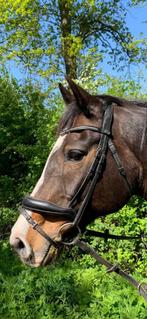 Schockemöhle Concord anatomisch trens hoofdstel zwart cob, Dieren en Toebehoren, Paarden en Pony's | Hoofdstellen en Tuigage, Ophalen of Verzenden