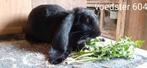 Engelse hangoren te koop, Dieren en Toebehoren, Konijnen, Meerdere dieren, Middelgroot, Hangoor, 0 tot 2 jaar