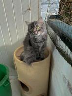 Aanhankelijke maine coon poes, Dieren en Toebehoren, Katten en Kittens | Overige Katten, Poes, Langharig, 3 tot 5 jaar