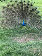 Mannetjes pauwen, Dieren en Toebehoren, Mannelijk