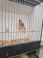 Bastaardputter, Dieren en Toebehoren, Vogels | Overige Vogels, Mannelijk, Geringd