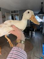 Indische loopeenden, Dieren en Toebehoren, Geslacht onbekend, Eend