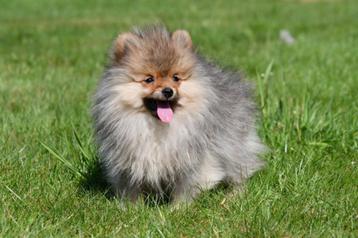 Pomeriaan pups te koop - Dwergkeeshondjes beschikbaar voor biedingen
