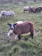 Beste dekram, Mannelijk, Schaap