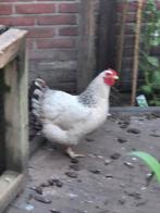 Te koop mooie Suxxes hen, Vrouwelijk, Kip