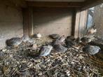 13 chinese dwergkwartels hanen en hennen, Dieren en Toebehoren, Pluimvee, Meerdere dieren, Overige soorten