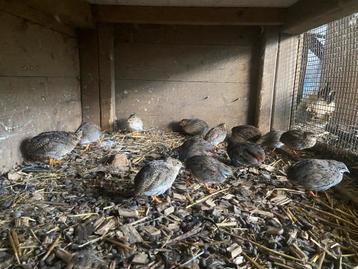 13 chinese dwergkwartels hanen en hennen beschikbaar voor biedingen