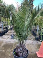 Jubaea Chilensis Chileense Wijnpalm min 20gr, Tuin en Terras, Planten | Tuinplanten, Volle zon, Vaste plant, Zomer, Ophalen