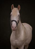 Spaanse cremello hengst, Dieren en Toebehoren, Paarden, Hengst, Minder dan 160 cm, Dressuurpaard, 3 tot 6 jaar