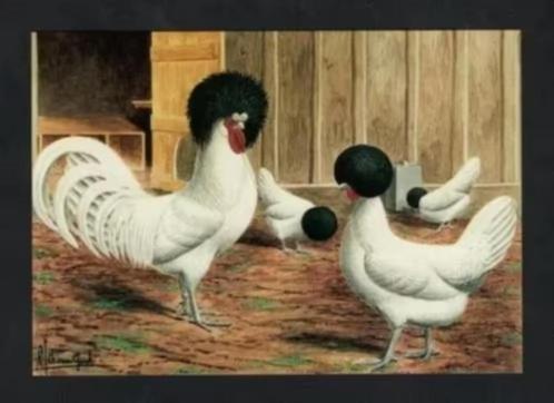 Pluimvee Kippen Hollands Kuifhoen Boerderij, Van Gink, Verzamelen, Ansichtkaarten | Dieren, Ongelopen, 1980 tot heden, Vogel, Ophalen of Verzenden