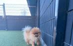 Pomeriaan reu 2 jaar FCI stamboom €2500, Reu, 1 tot 2 jaar, Eén hond, Nederland