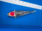 TANCHO GOSHIKI, Karper of Koi