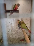 Te koop, Dieren en Toebehoren, Vogels | Parkieten en Papegaaien, Meerdere dieren, Parkiet, Geringd