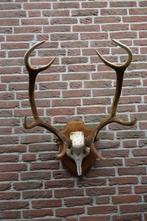 Prachtig groot edelhert gewei op een mooi schild, Ophalen of Verzenden, Zo goed als nieuw, Hert, Opgezet dier