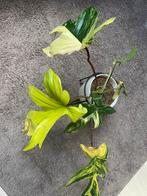 Philodendron florida beauty, Huis en Inrichting, Kamerplanten, Ophalen of Verzenden, Halfschaduw, Minder dan 100 cm