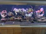 Mooi aquarium 160x60x60, Dieren en Toebehoren, Ophalen of Verzenden, Zo goed als nieuw, Gevuld zoetwateraquarium