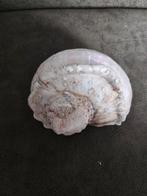 Mooie grote schelp, Ophalen of Verzenden, Gebruikt