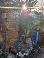 Grote palm winterhard zelf uitschep Hilgersberg waarde 75 €, Volle zon, Ophalen of Verzenden, 100 tot 250 cm, Zomer