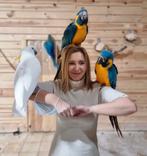 caninde , blauwkeel aras, Dieren en Toebehoren, Vogels | Parkieten en Papegaaien, Meerdere dieren, Papegaai, Pratend