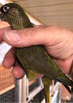 Bruinoor parkiet grijsgroen en split 2025, Dieren en Toebehoren, Vogels | Parkieten en Papegaaien, Meerdere dieren, Parkiet
