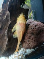 2 vrouwen en 1 man albino ancistrus, Dieren en Toebehoren, Vis