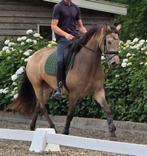 Bloedmooie 3 jarige valk merrie, Dieren en Toebehoren, Paarden, Merrie, Gechipt, Dressuurpaard, Zadelmak