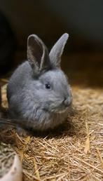 Duitse reuzen, nog 1 rammetje, Dieren en Toebehoren, Konijnen, Meerdere dieren, Groot