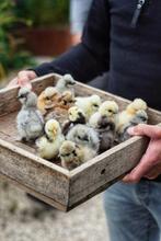 Usa zijdehoen kuikentjes  cloaca gesekst en geent, Vrouwelijk, Kip