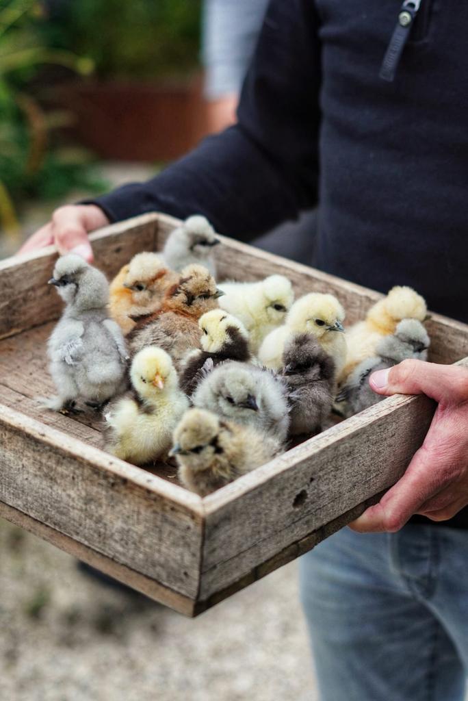 Usa zijdehoen kuikentjes  cloaca gesekst en geent, Dieren en Toebehoren, Pluimvee, Kip, Vrouwelijk
