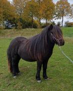 nsps shetlanders, Dieren en Toebehoren, Pony's, Meerdere dieren, A pony (tot 1.17m), 0 tot 2 jaar