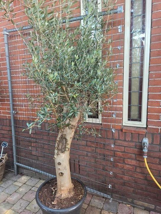 Olijfbomen 90 - 125 - 139 euro, Tuin en Terras, Planten | Bomen, Olijfboom, 100 tot 250 cm, Volle zon, Zomer, Ophalen of Verzenden